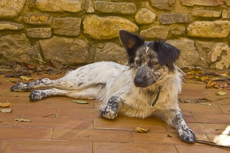 Happy mongrel dog resting in a yardの写真素材