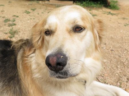 Mongrel dog (half golden retriever half german shepherd)