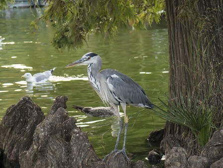 Heron bird resting after a mealの写真素材