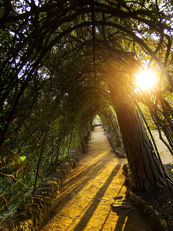 Peaceful path. Green foliage and empty pathの写真素材