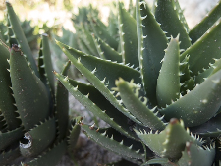 Aloe mitriformis plant, detail close upの写真素材