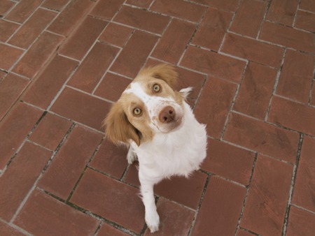 Spaniel breton (Brittany spaniel) dogの写真素材