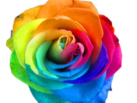 レインボーローズの写真 イラスト素材一覧 5 269件 ストックフォトのamanaimages Plus