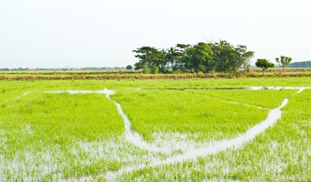 green rice field , an agriculturist in thailandのeditorial素材