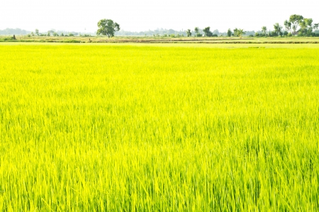 green rice field , an agriculturist in thailandのeditorial素材