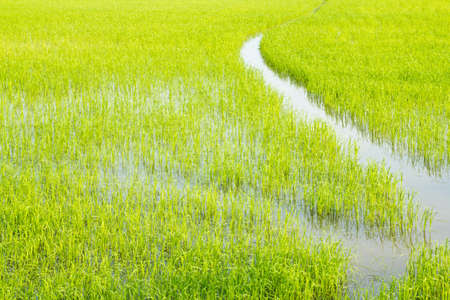 green rice field , an agriculturist in thailandのeditorial素材