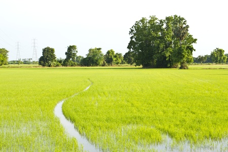 green rice field , an agriculturist in thailandのeditorial素材