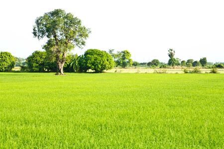 rice field , an agriculturist in thailandのeditorial素材