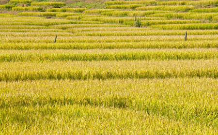 Rice field