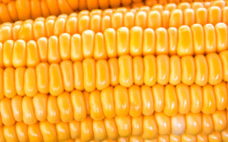 Close up raw corn