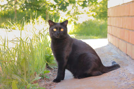 black cat in natureの写真素材