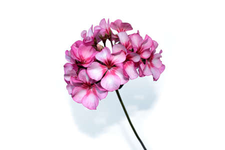 pink pelargonium flowerの写真素材