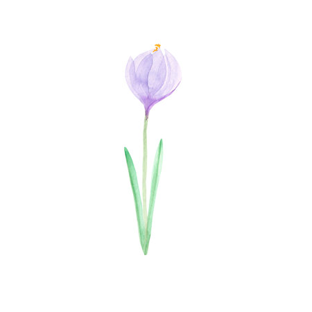 Crocus painted in watercolor. Isolated on a white backgroundの写真素材