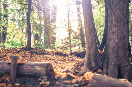 Yellow Leaves in the Autumn Forest Background Desktop Wallpaperの写真素材
