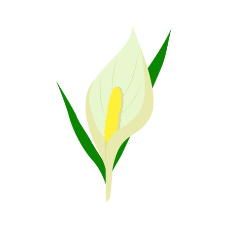 Tropical Calla flower Isolated on white background. Vector illustrationのイラスト素材
