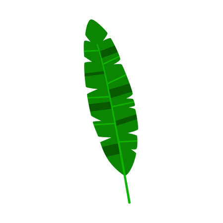 Tropical palm leaf. Isolated on a white background. Vector illustrationのイラスト素材