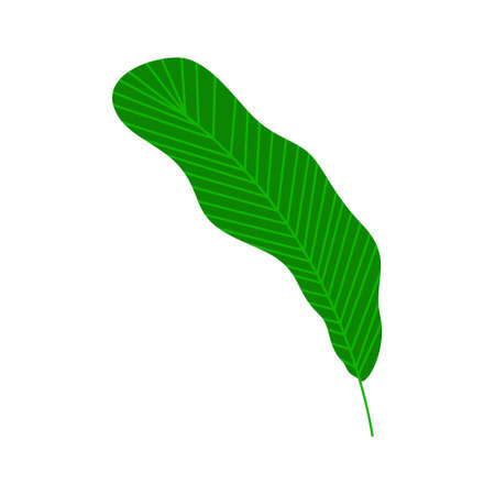 Tropical palm leaf. Isolated on a white background. Vector illustrationのイラスト素材