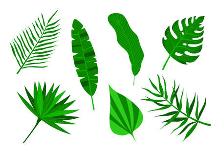 Set of tropical palm leaves. Isolated on a white background. Vector illustrationのイラスト素材