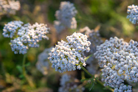 Close-up of white wildflowers in a fieldの写真素材