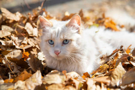Close-up of a white cat with blue eyes lying in autumn yellow leaves.の写真素材