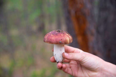 Close-up of a forest mushroom in children's hands on a blurry forest background. The concept of healthy food from natureの写真素材