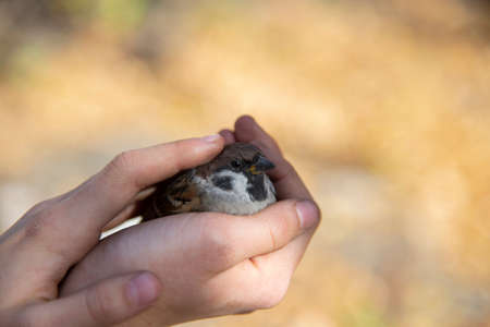 A small Sparrow in children's hands on a blurry yellow background. Free spaceの写真素材