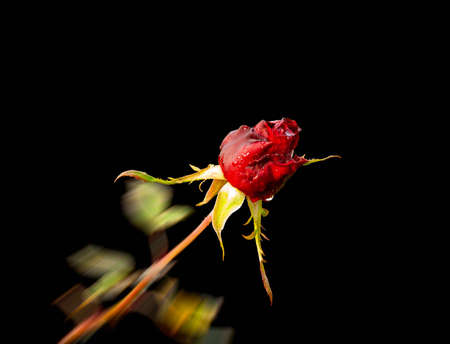 Beautiful red rose with rain drops on a black backgroundの写真素材