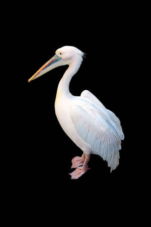 Great White Pelican  in profile on black backgroundの写真素材