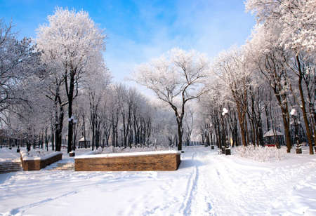 Beautiful frozen trees  in the park Donetsk. Ukraineの写真素材