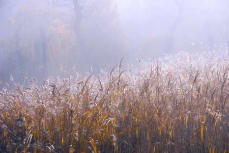 Scirpus lacustris with a rising sunの写真素材