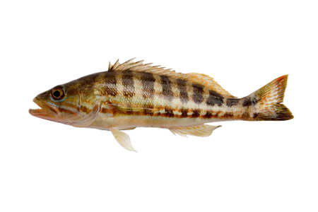 Grouper Fish Isolated On Whiteの写真素材