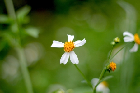 Daisy in the grassland の写真素材