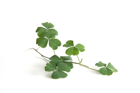 Cloverの写真素材
