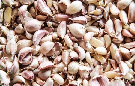 Garlic の写真素材