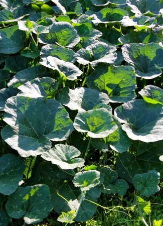 Pumpkin vineの写真素材