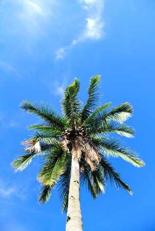 coconut treeの写真素材