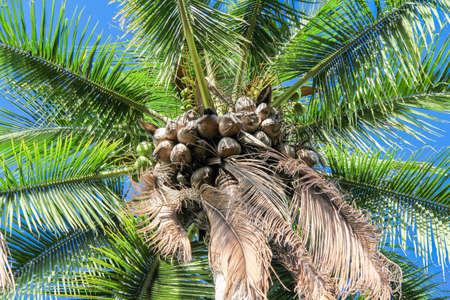 coconut treeの写真素材