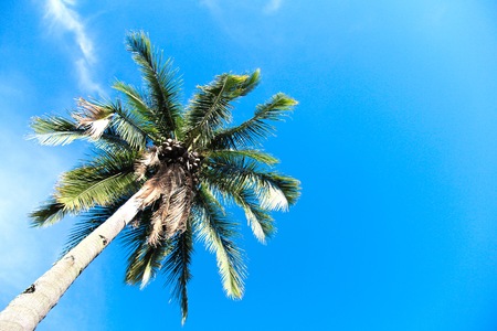 coconut treeの写真素材
