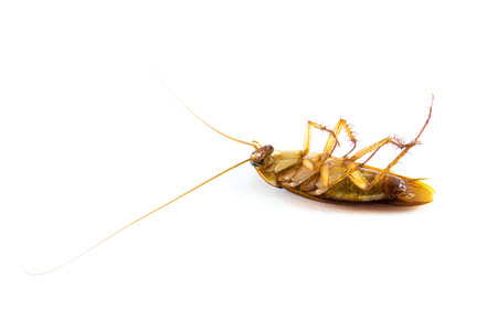 Die cockroach on white backgroundの写真素材