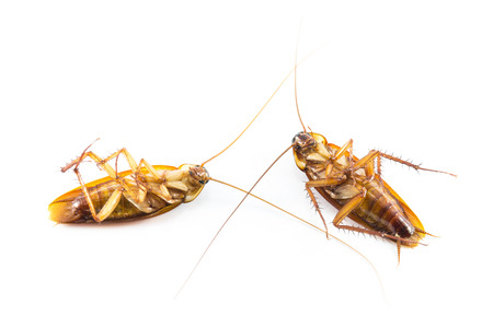 Die cockroach on white backgroundの写真素材