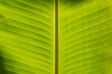 Banana leaf backgroundの写真素材