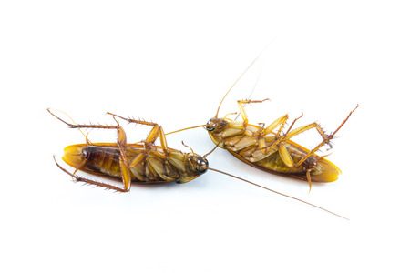 Die cockroach on white backgroundの写真素材