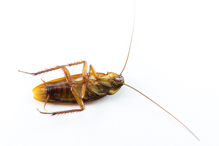 Die cockroach on white background
