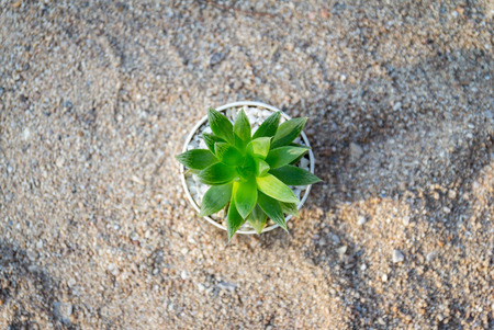 top view of cactus in flowerpotの写真素材