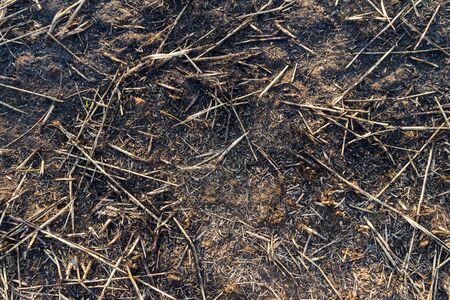 Ash black smut and stubble. Burned field farmの写真素材