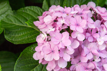 close up of beautiful pink hydrangeas flowers in the gardenの写真素材