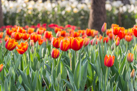 Beautiful tulips in the gardenの写真素材