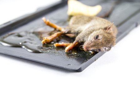 rat is sticking on the trap glue on white backgroundの写真素材