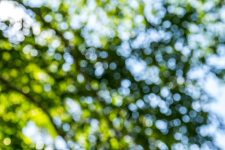 Natural green bokeh abstract backgroundの写真素材