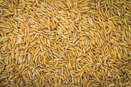 Paddy rice texture for backgroundの写真素材